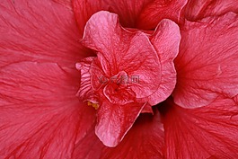 芙蓉,棉花糖,錦葵