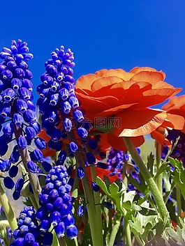 鮮花,春,燈泡
