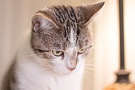貓,寵物,動物