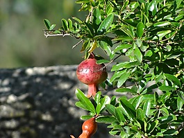 綠色,樹(shù),公園