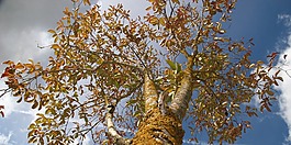 向天空,葉,分支機(jī)構(gòu)