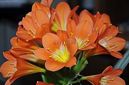 clievie,花,廠