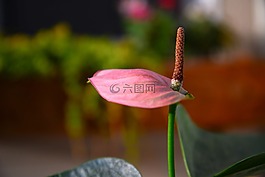 花,火山,自然
