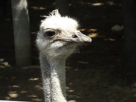 鴕鳥(niǎo),動(dòng)物,動(dòng)物園