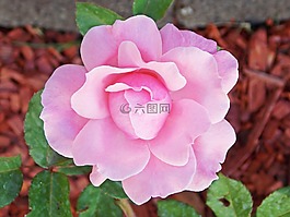 花,玫瑰,粉紅色
