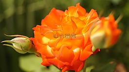 羅莎,橙色,鮮花