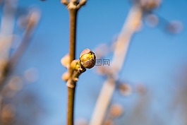 芽,春天,山茱萸