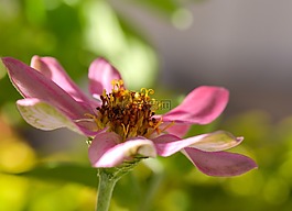 花,粉紅色,自然