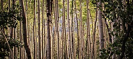 樹(shù),植物,自然
