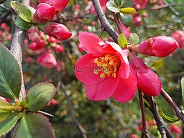 花卉,春天,春天的花朵