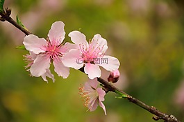 粉色,植物,花朵