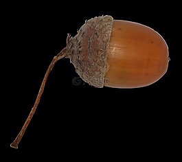 橡子,布朗,關(guān)閉