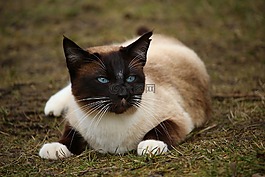 貓,暹羅貓,播放