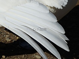 疣鼻天鵝,天鵝,鳥