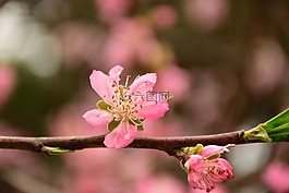 桃花,春天,粉紅