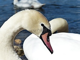 疣鼻天鵝,天鵝,鳥