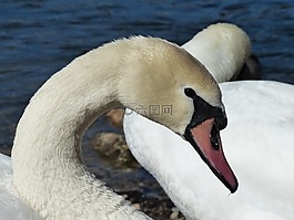 疣鼻天鵝,天鵝,鳥