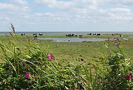 敘爾特島,牛,北海