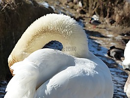 疣鼻天鵝,天鵝,清潔