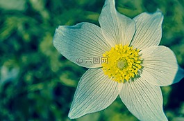 盛開(kāi),開(kāi)花,特寫(xiě)