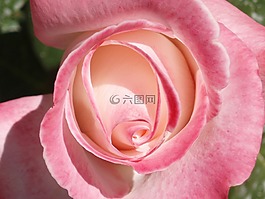 羅莎,春,花園