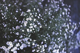 花,盛開,花瓣