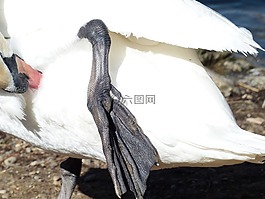 疣鼻天鵝,天鵝,鳥