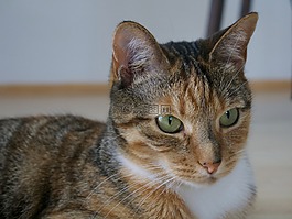 貓,動物,虎斑貓