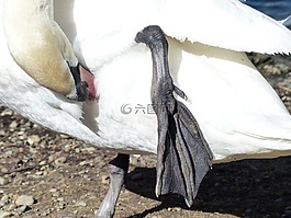 疣鼻天鵝,天鵝,鳥
