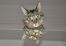 貓,鏡子,動物世界