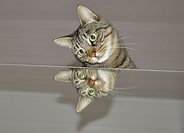貓,鏡子,動物世界
