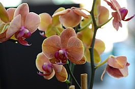 花,關(guān)閉了,自然
