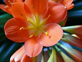 clievie,關(guān)閉,花