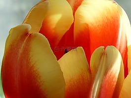 郁金香,花,性質(zhì)