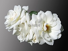 鮮花,玫瑰,白