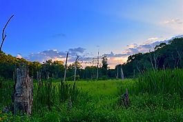 原野,日落,樹