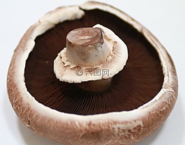 貝羅,蘑菇,巨大的蘑菇