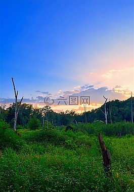 原野,日落,樹