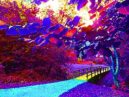 橋,性質(zhì),公園