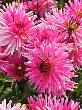 鲜花,夏季,夏季花卉
