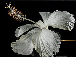 芙蓉,開花,花