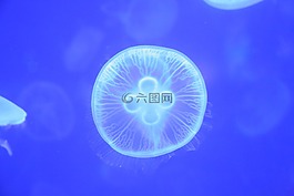 水母,小動物,海洋