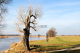 樹(shù),河,景觀