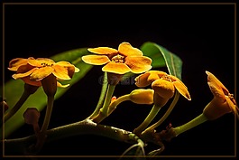 花,開花,關(guān)閉