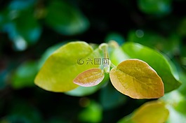 自然,叶,花园