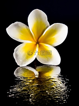開花,花,白
