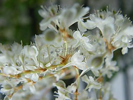 秋季,鮮花,白