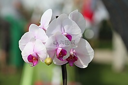 蘭花,花,植物