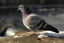鴿子,鳥,城市