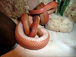 玉米蛇,蛇,terraristik